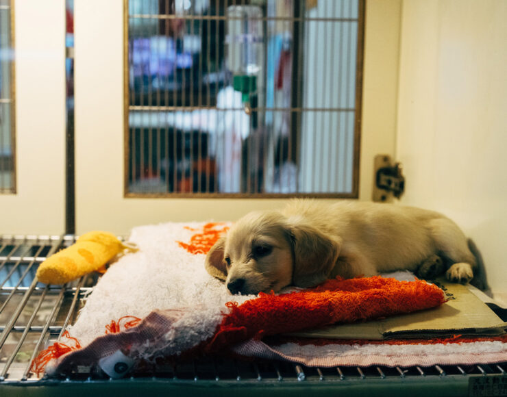 Een puppy bij de dierenarts